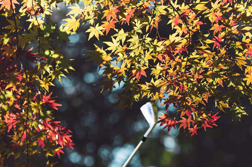 関西ゴルフサークル セブンエイトのよくある質問ページの扉、イメージ写真は秋の紅葉を背景にセカンドショット